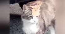 山間部で暮らしていた『目つきの鋭い三毛猫』→保護されて、愛情を注がれると…別猫のような変化に「表情が全然違う」「胸が熱くなった」の声