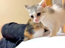 お腹の上で４匹の子猫が遊ぶので、『眠れない』かと思ったら…次の瞬間見せた『尊い光景』に「愛おしいね」「うわー、気持ちよさそう」の声