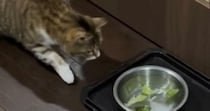 猫は『レタスを浮かべると水を飲んでくれる？』→挑戦してみた結果…想定外のリアクションが109万再生「可愛すぎるｗ」「癒されたｗ」と話題