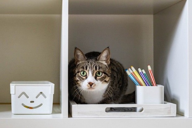 棚に乗る猫