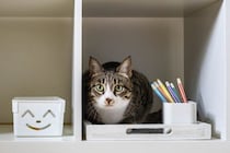 猫がやりがちな『イタズラ』を防ぐための方法3選　伝え方のポイントや飼い主が工夫できること
