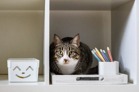猫がやりがちな『イタズラ』を防ぐための方法3選　伝え方のポイントや飼い主が工夫できること