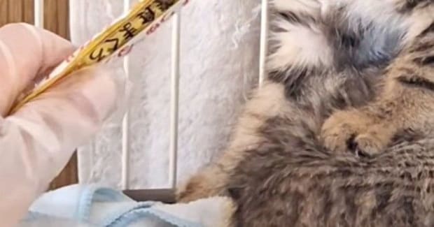 警戒心が強い『きょうだい子猫』→おやつをあげてみると…可愛すぎる反応に笑ってしまうと85万再生「永遠に見ていられるｗ」「踏んでるｗ」