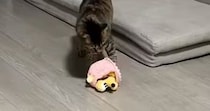 おもちゃで遊んでいた猫→突然ソファの上に移動したと思ったら…『予想外の行動』に「オンオフが激しいｗ」「可愛すぎるｗ」と36万再生