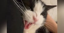 飼い主にぴったりとくっつくハチワレ猫→少しキレ気味になるも……微笑ましい光景に２万いいねの反響「鼻にシワ寄せちゃって可愛いｗ」