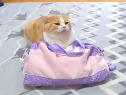 一緒に遊ぶ女の子とネコ→習い事に出かけようとすると…切ないけれど愛おしい『妨害行為』が話題「行かせニャい」「お出かけ阻止しているね」