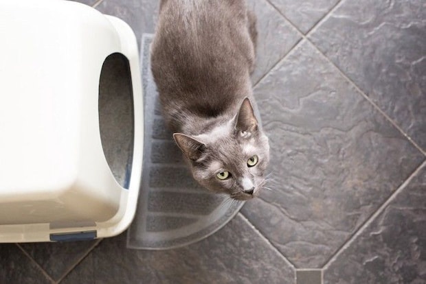 カバーつきのトイレの前で見上げる猫