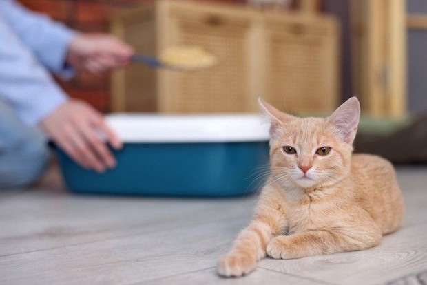 猫の向こうでトイレの掃除をする人
