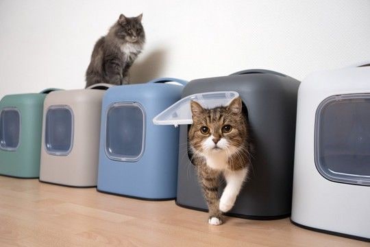 猫用トイレは『カバーあり・なし』どちらを選ぶべき？　それぞれの良し悪しや愛猫に合わせた選び方