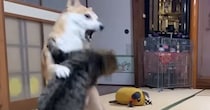 犬と共に暮らすネコたち→遊びが白熱して、喧嘩勃発かと思いきや…平和すぎる『日常の光景』が1095万再生「優しいケンカ」「仲良すぎ」