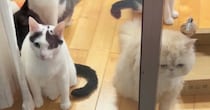 窓辺に大集合して外をじっと見つめるネコたち→『視線の先』には……微笑ましい光景が30万再生「かわいい見守り隊ｗ」「配慮がすごいｗ」