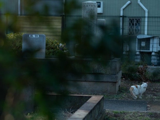 墓地を歩く猫