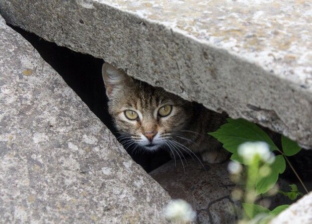 隙間に隠れる猫
