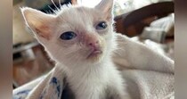 １週間生きられるかわからなかった『ボロボロの子猫』をお世話した結果…涙あふれる光景に20万いいね「愛情が伝わってくる」「泣いちゃう」
