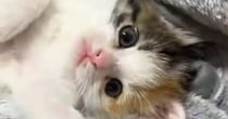 可愛いポーズで『毛布の上に寝転がっていた子猫』→次の瞬間…まさかの『あざとすぎる行動』に２万いいね「となり行かないとｗ」「けしからん」
