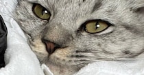おくるみで猫を包んでみた結果…赤ちゃんのような『可愛すぎる光景』に癒されると３万いいね「満更でもなさそう」「なんか、牡蠣っぽいｗ」