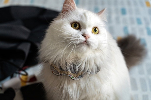 首輪をつけた長毛の猫