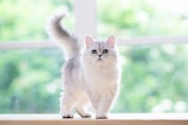 実は「大金持ち」ではないかも？　有名デザイナーの遺産を相続したはずだった美猫の現在　フランス