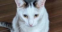 猫が２階のリビングまで運んできた『まさかの物』とは……笑ってしまう光景に「洗ってほしいのかもｗ」「すごくクチャイ」「頑張ったねぇ」の声