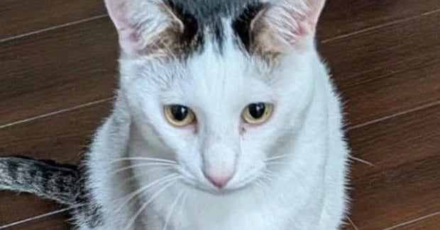 猫が２階のリビングまで運んできた『まさかの物』とは……笑ってしまう光景に「洗ってほしいのかもｗ」「すごくクチャイ」「頑張ったねぇ」の声
