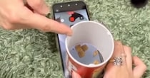 スマホの上に『おやつ』を設置→猫のことを『ドアップ』で撮ろうとした結果…予想外すぎる行動に「天才ｗｗ」「お笑いをわかってる」と爆笑の声