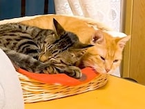 不安げな様子の保護猫→先住猫が代わるがわるに寄り添ってくれて…想像以上に『心あたたまる光景』に「感動」「協力的で優しいね」と反響の声