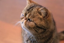 『丸っとしたフォルム』が魅力的な猫種7選　それぞれの特徴や飼育のコツもご紹介