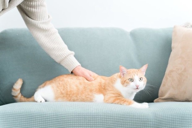 猫をなでる手