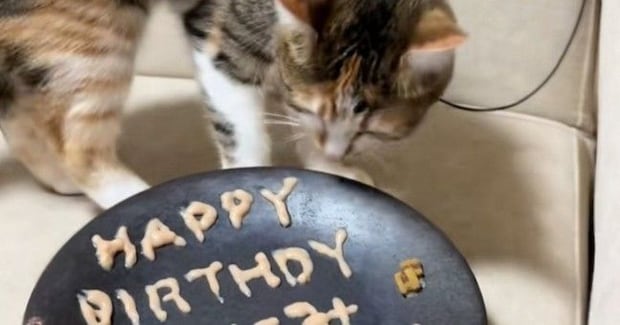 猫の誕生日に『バースデープレート』を用意した結果…涙が止まらない『予想外の光景』が90万再生「情報量多いww」「A忘れたからかな」