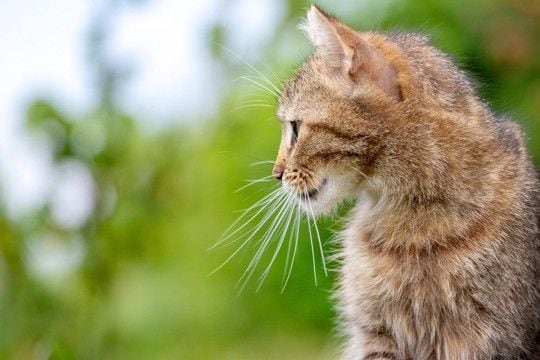 猫の『眉毛』が持つ大事な役割5つ　知られざる重要性や抜けた場合の影響まで