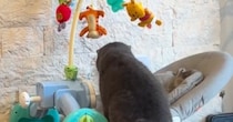 赤ちゃんがいない隙に『ベビーバウンサーに侵入する猫』を発見→撮影していると…可愛すぎる光景が127万再生「気になっていたんだねｗ」