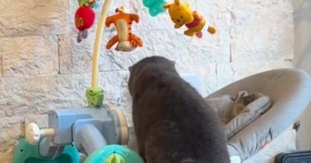 赤ちゃんがいない隙に『ベビーバウンサーに侵入する猫』を発見→撮影していると…可愛すぎる光景が127万再生「気になっていたんだねw」
