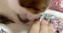 一生懸命『毛づくろいしていた猫』を撫でたら…まさかの『表情』に爆笑の声「もうダメだ…感がすごい」「ニヤけてしまったｗ」と15万再生
