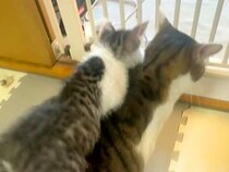 先住猫と模様がそっくりな子猫→背中によじ登ると…思わずほっこりする『尊い光景』が24万再生「先住猫というか親子」「人間の子みたい」