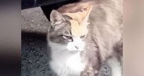 山間部で暮らしていた『目つきの鋭い三毛猫』→保護されて、愛情を注がれると…別猫のような変化に「表情が全然違う」「胸が熱くなった」の声