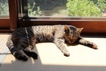 猫の習性から『和室』を守る方法5選　畳や障子を好む理由や清潔をキープするコツ