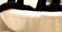 キャットタワーでくつろぐ黒猫→独特な体勢で…まるで数字のような『まさかの瞬間』に３万いいね「ダイニングメッセージ」「ベフフにも見える」