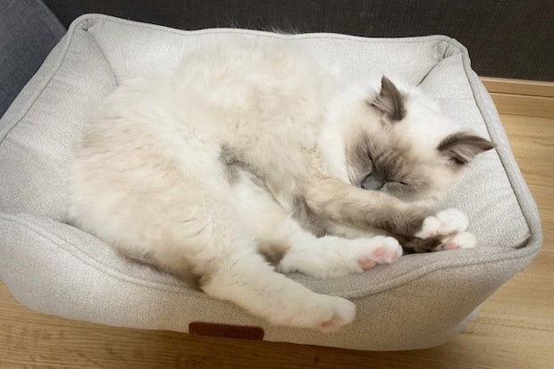 ベッドで気持ちよさそうに寝ている猫
