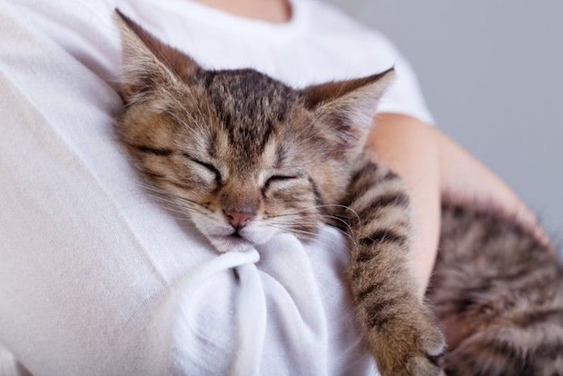 抱きしめられる子猫