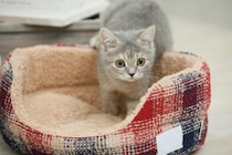 猫が同じ場所を『ぐるぐる回る』ときの理由3つ　病気の可能性から対処法まで解説