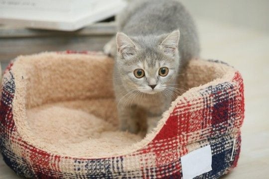 猫が同じ場所を『ぐるぐる回る』ときの理由3つ　病気の可能性から対処法まで解説