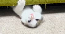 子猫が『ソファを使った遊び』にハマった結果…ずっと見ていたくなる『まさかの動き』が230万再生「めっちゃ好きｗ」「前世、水泳選手ｗ」