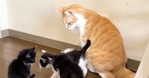 ３匹の保護子猫→ケージから出て『先住猫』と対面した結果…微笑ましい光景に癒される人が続出「スーパー保育士」「包容力がすごい」