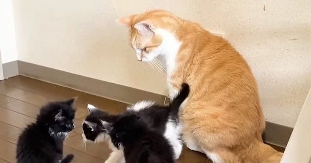 ３匹の保護子猫→ケージから出て『先住猫』と対面した結果…微笑ましい光景に癒される人が続出「スーパー保育士」「包容力がすごい」