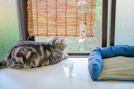 猫が心地よく過ごせる『夏の室内環境』のポイント3つ　暑さを和らげるコツや便利グッズもご紹介