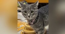 名前をお披露目することになった子猫→愛情いっぱいの『発表方法』が素敵だと２万いいね「愛が伝わってくる」「とっても可愛いねぇ」