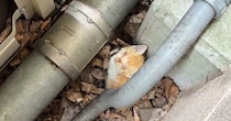 子供から『すごく弱っている子猫がいる』と連絡→保護した結果…涙あふれる光景に「本当にありがとう」「ひとりでは生きられなかったと思う」