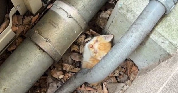 子供から『すごく弱っている子猫がいる』と連絡→保護した結果…涙あふれる光景に「本当にありがとう」「ひとりでは生きられなかったと思う」
