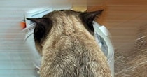 『おっさんの後頭部かと思った』友人に『猫』を見せた結果…まさかの展開に爆笑する人が続出「見え…たｗ」「想像以上に後頭部ｗ」と１万いいね
