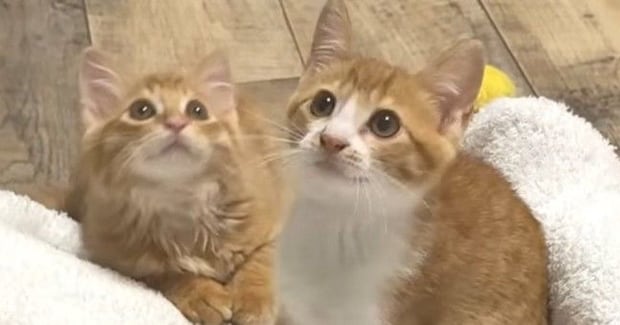 ひざ掛けで人間の足を隠してみると、保護子猫たちが……『可愛すぎる様子』に「とても楽しそうw」「ずっと見ていられる」と笑顔になる人が続出